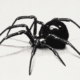black-widow-spider-bite-2