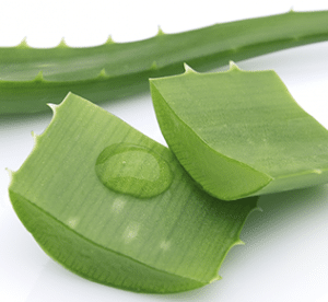 aloe vera is good for scabies