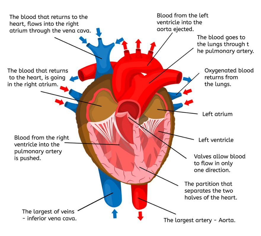 Overview of the heart