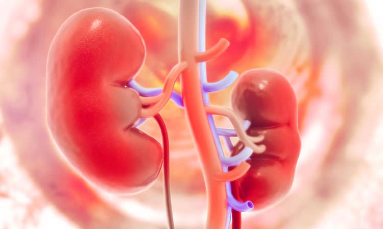 What You Need to Know About Kidney Problems